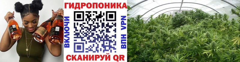 как найти   Нововоронеж  Конопля OG Kush 